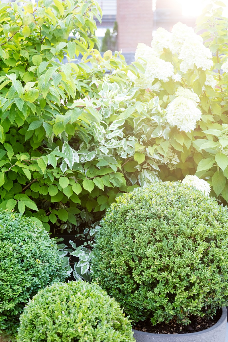Close up of bushes and hydrangeas