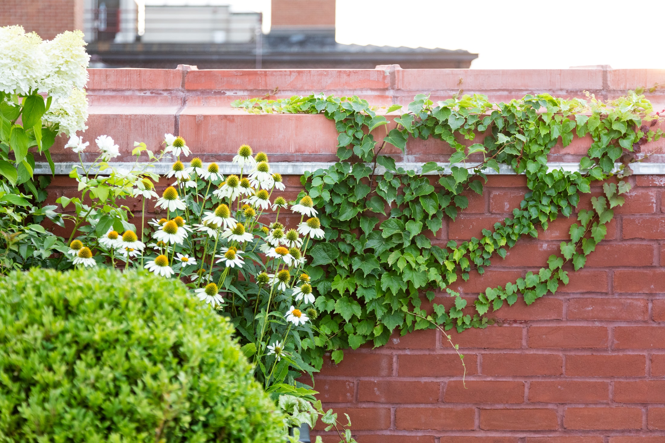 Vines and coneflowers in front of red brick wall